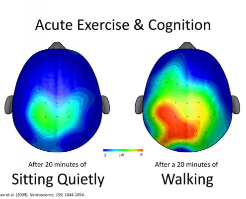Exercise and brain cognition